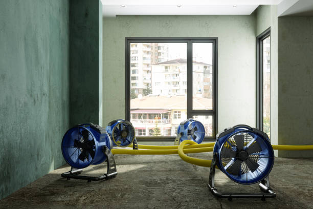 Best Basement water damage restoration  in Arcadia, LA
